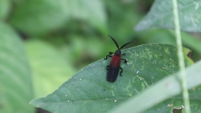 Net-winged beetles (Lycidae) of the genus Metriorrhynchus or Porrostoma. possess distinctive antennae, often comb-like or feathery (pectinate) in shape.