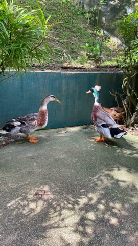 quack quack the ducks in the parks, two silver appleyard ducks standing eye to eyes in the afternoon