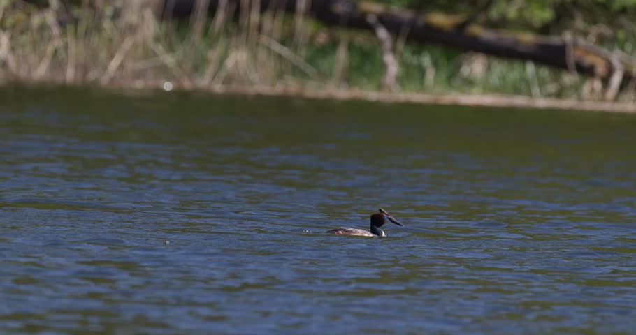 Great crested grebe swimming and diving on a lake water