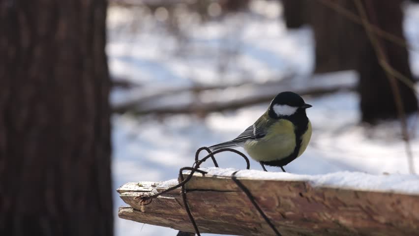 Cute tit bird sitting on feeding trough at snowy forest. Curious tomtit jumping on wood feeder at sunny snow woodland. The scene captures care for wildlife and harmony of nature Slow motion