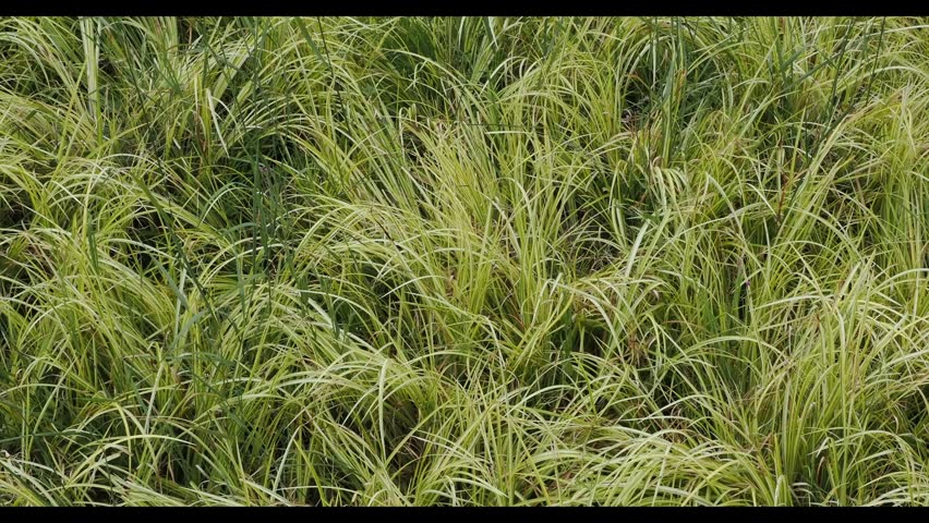 Acorus gramineus 
