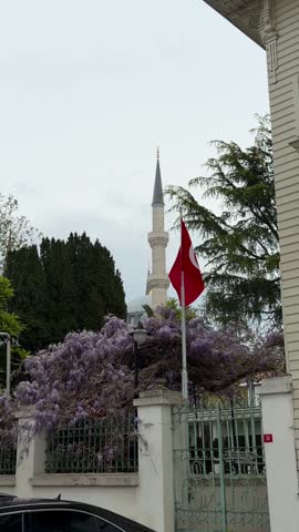 Scenic view of the Blue Mosque minaret in Istanbul, Turkey. Bright red Turkish national flag waving near beautiful purple wisteria flowers, green trees, stone fence and gates on cloudy day.