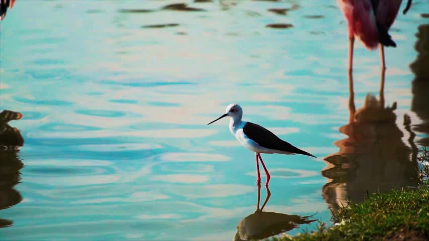 A graceful, high-definition capture of a Black-Winged Stilt wading through tranquil blue water while foraging.
