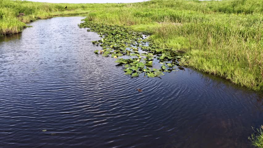 Drone skims low across rippling Everglades waterway, floating lily pads dotting dark water winding through dense green marsh grass under open Florida wetland daylight sky. Aerial drone view
