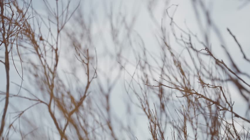 Bare bush branches fill against a hot summer cloudy sky. Twigs stretch upward, forming intricate patterns. Pale blue sky with soft clouds fills the background. No leaves on branches. Desert bush