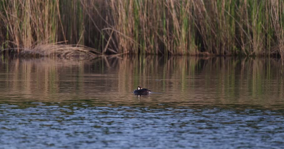 Great crested grebe with its chick swimming and preening feathers on a calm lake water, low angle view, distant shot