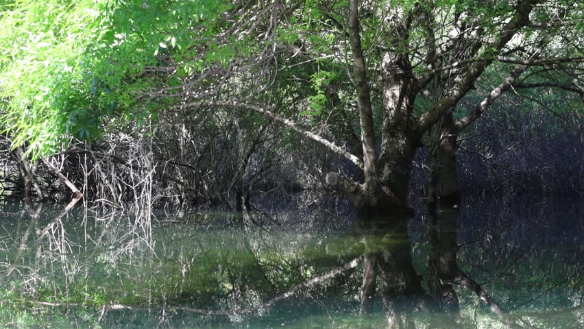 Tree with green foliage is reflected in the calm waters of a swamp