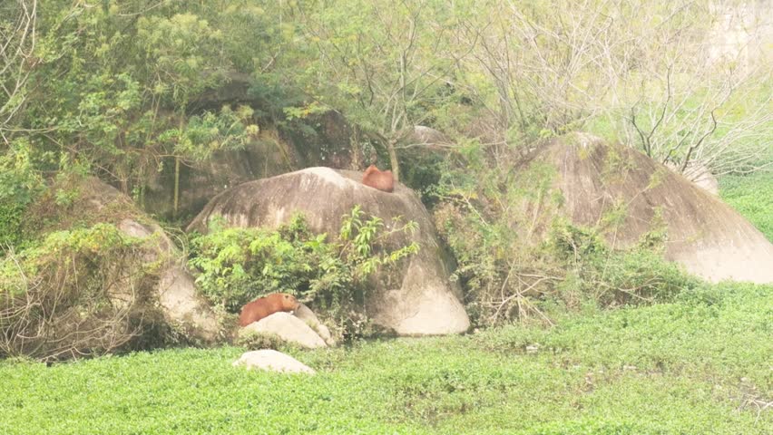 Capivaras at Horto Florestal Parque, in the north of Sao Paulo, Brazil.