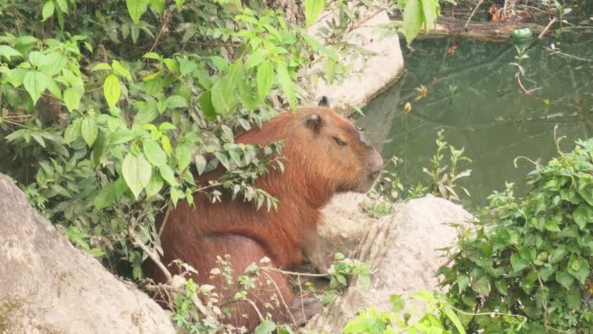 Capivaras at Horto Florestal Parque, in the north of Sao Paulo, Brazil.