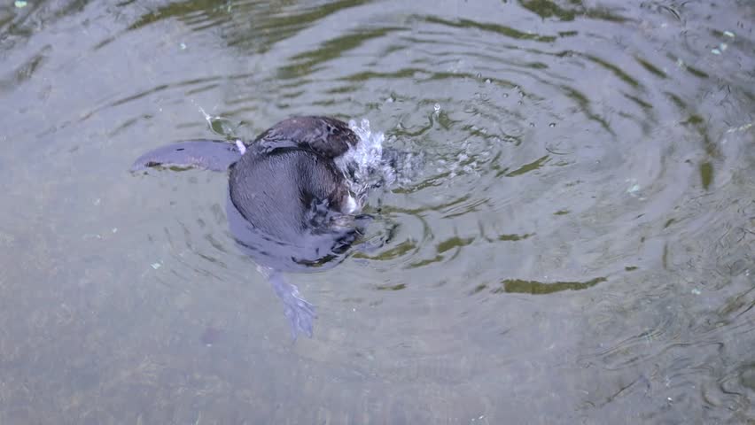 Humboldt Penguin Swimming and Scratching Itself in the Water