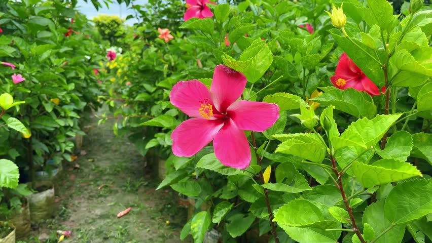 Bright Pink Hibiscus Flower with Yellow Center in a Garden Setting bloom blooming