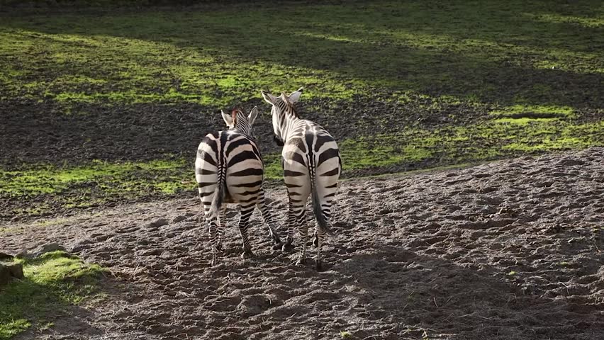 Two Zebra Biting Each Other on the Neck
