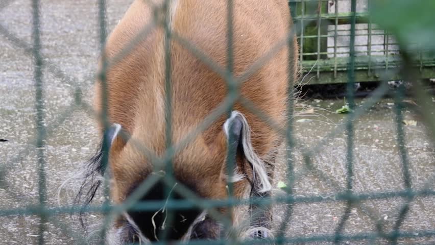 Red River Hog Licking the Floor and Grunting