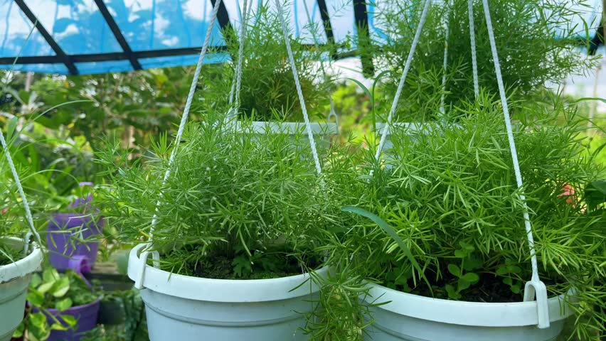 Hanging Baskets Filled with Delicate Green Asparagus Ferns plant foliage