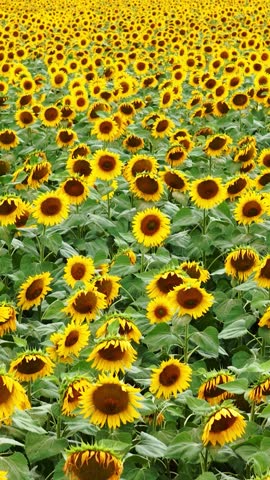 Aerial drone view of a beautiful blooming sunflower field, showcasing a peaceful countryside landscape