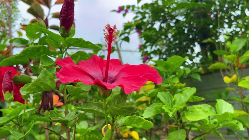 Red Hibiscus Flower in Bloom with Buds and Green Leaves red flower blooming