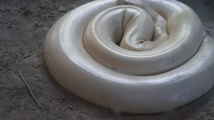 Albino Burmese python resting in a tightly coiled position inside its habitat at safari park on Phu Quoc Island, Vietnam. Reptile education, wildlife conservation, zoology, tropical biodiversity