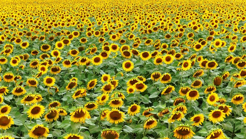 Aerial drone view of a beautiful blooming sunflower field, showcasing a peaceful countryside landscape