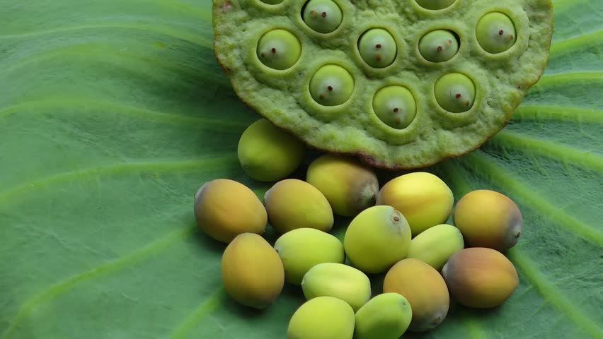 Fresh lotus seeds in a container.
