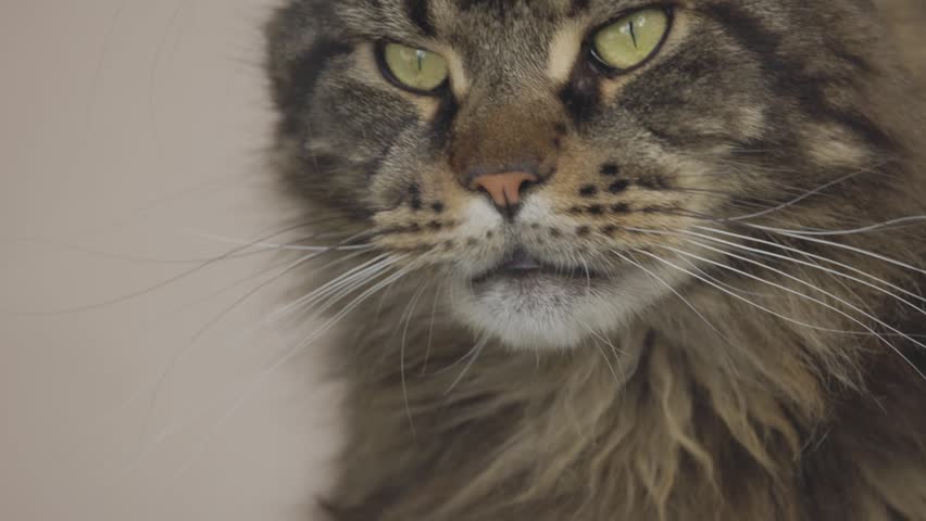Portrait of a marble-colored Maine Coon
