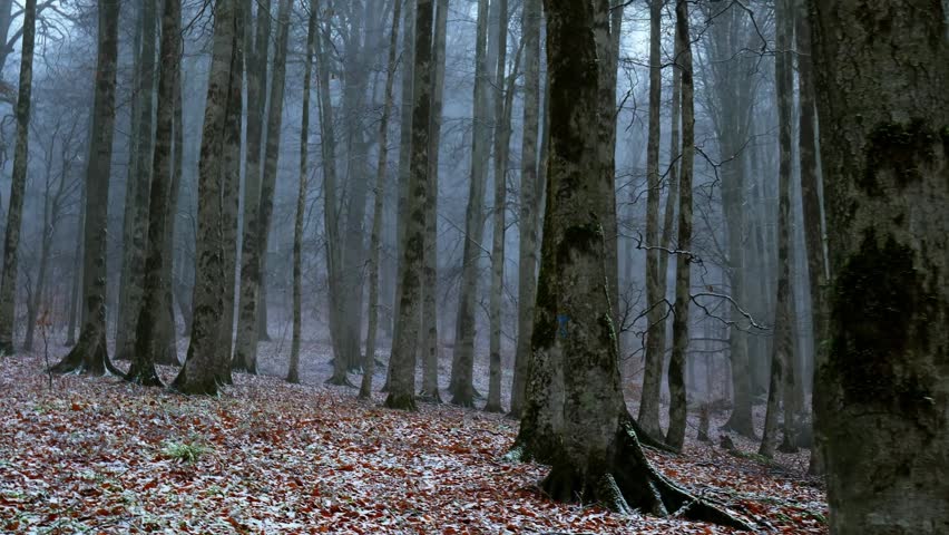 Misty Deciduous Forest with Bare Trees and Autumn Leaves on the Ground