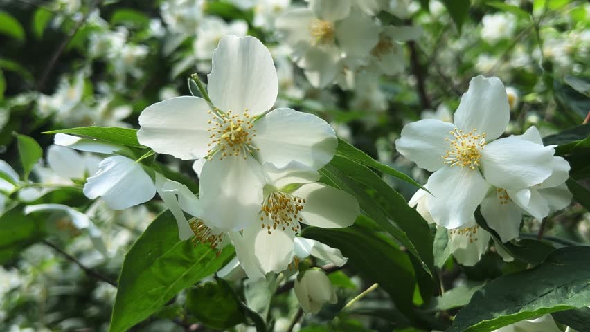 White jasmine flowers in a summer park