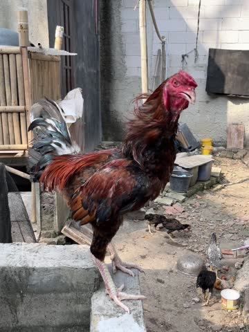 The red rooster is crowing