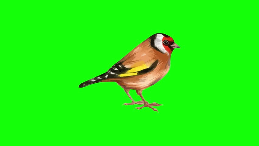 A colorful European goldfinch bird standing on a thin branch against a solid green background.