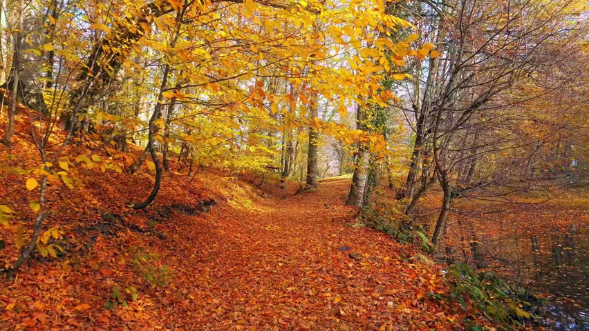 A scenic view of a peaceful walkway covered with fallen leaves in a park during an autumn day with golden trees and soft sunlight filtering through.
