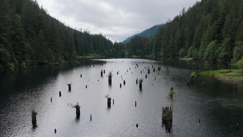 Scenic Lake with Submerged Tree Stumps Amidst Lush Forests and Majestic Mountains in British Columbia, Canada