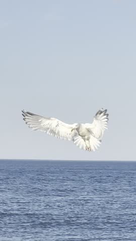A seagull catching a fish in midair