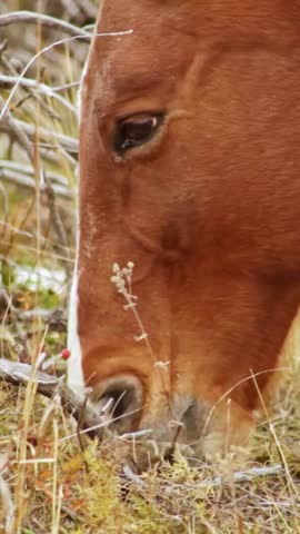 Horse Standing in a Green grass Under Natural Sunlight close up
