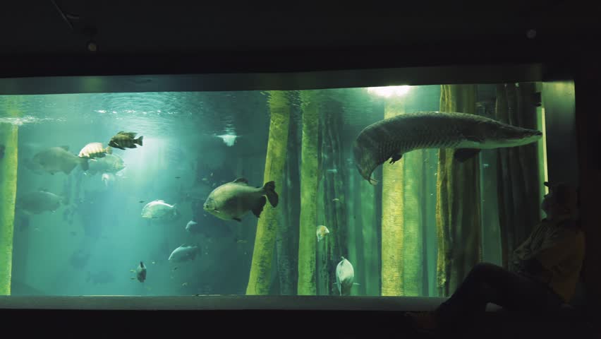 Man watching giant arapaima and exotic fish in a large aquarium