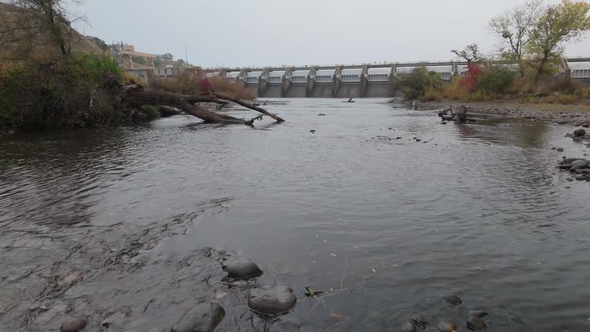 Spawning chinook salmon in the American River near Nimbus Dam