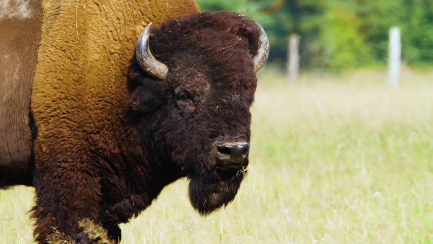 Beautiful close-up wildlife footage of a wild American bison (Bison bison) standing in a grassy meadow. The powerful mammal