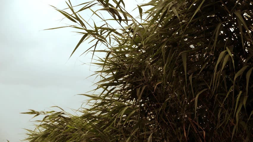 Heavy rain and strong wind bend lush green reeds along the lakeshore under an overcast sky, creating dramatic movement across the natural summer landscape.