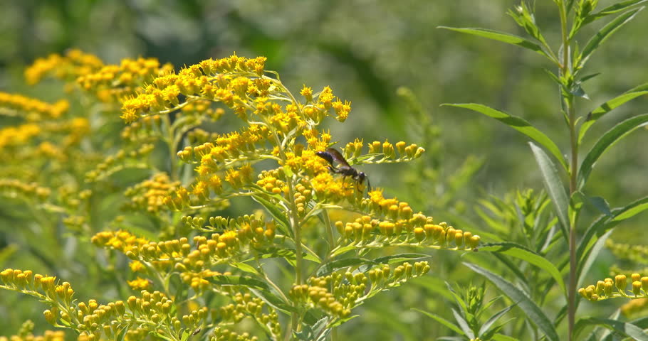 Macro - Insect on yellow flowers