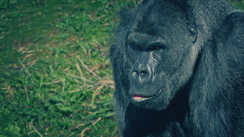 Male Gorilla Looking Around Close Up
