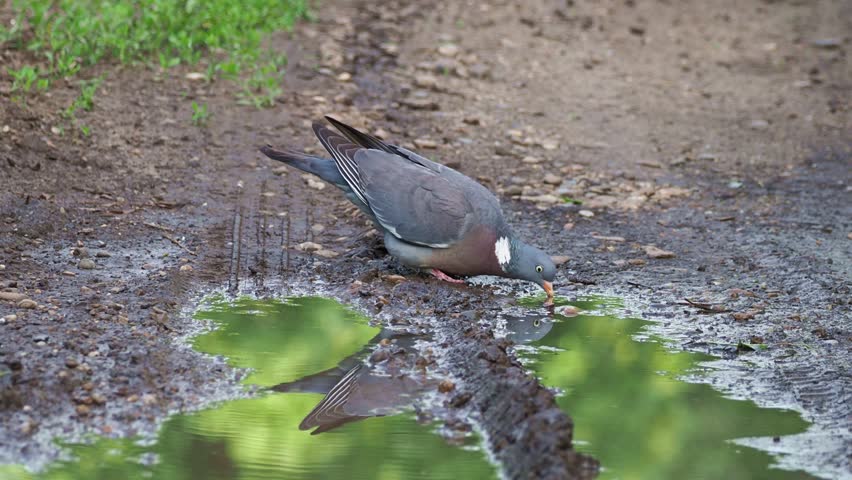 The common wood pigeon (Columba palumbus) visits a forest pond to drink water, then takes flight