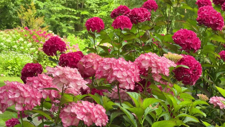 Red  pink hydrangea flowers blooming  in garden