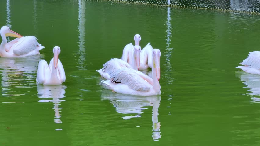 Group of pink pelicans swimming in a pond with green water