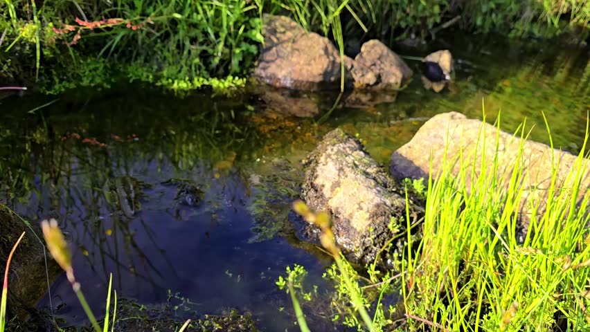 A small stream under a waterfall among rocks and grass. Norway, Alver. July