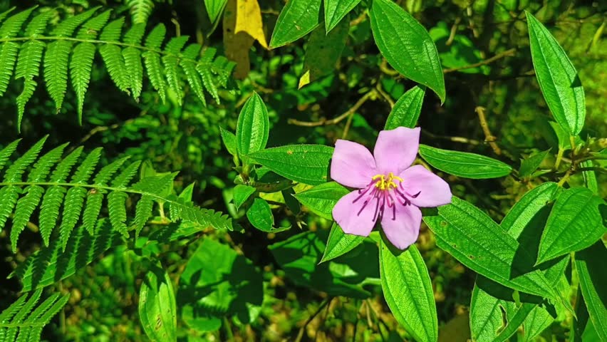 A beautiful pink flower with five petals and a yellow center blooms vibrantly, surrounded by a dense array of lush green leaves and ferns, capturing the essence of nature