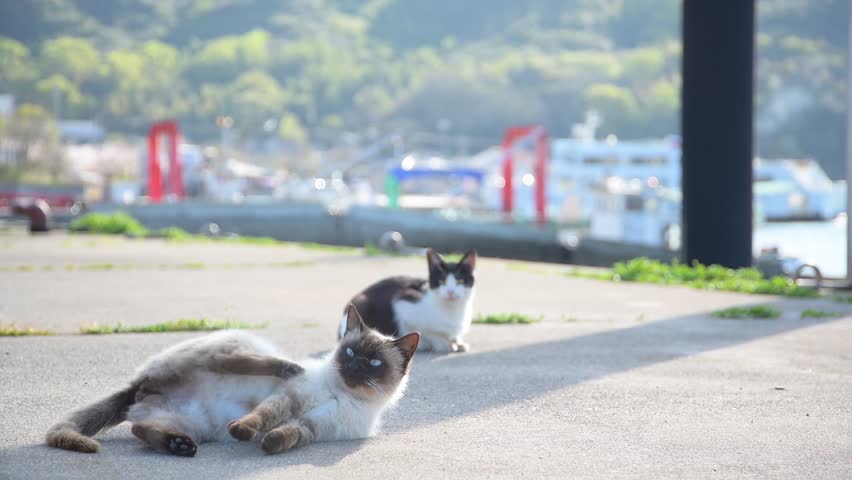 A Siamese cat and a tuxedo cat relaxing with a ferry boat departing from Kanafuro Port in the background (Kitagishima, Kasaoka, Okayama, 2026, Apr.)