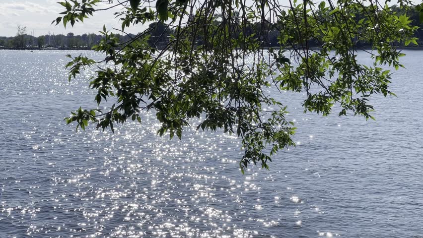 Sunlight Sparkling on Calm Lake Water Beneath Overhanging Tree Branches