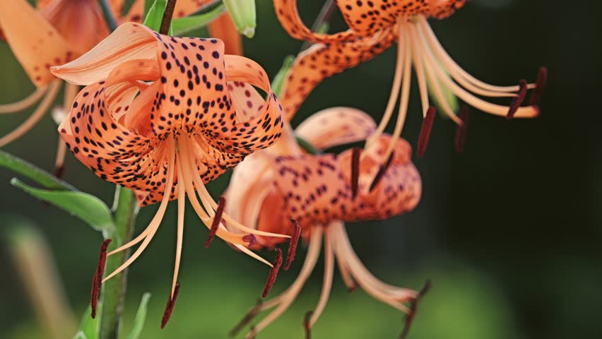 Closeup of tiger lilies or Lilium lancifolium at night

