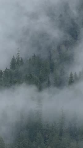 Fog Rolling Through a Majestic Conifer Forest in British Columbia, Canada