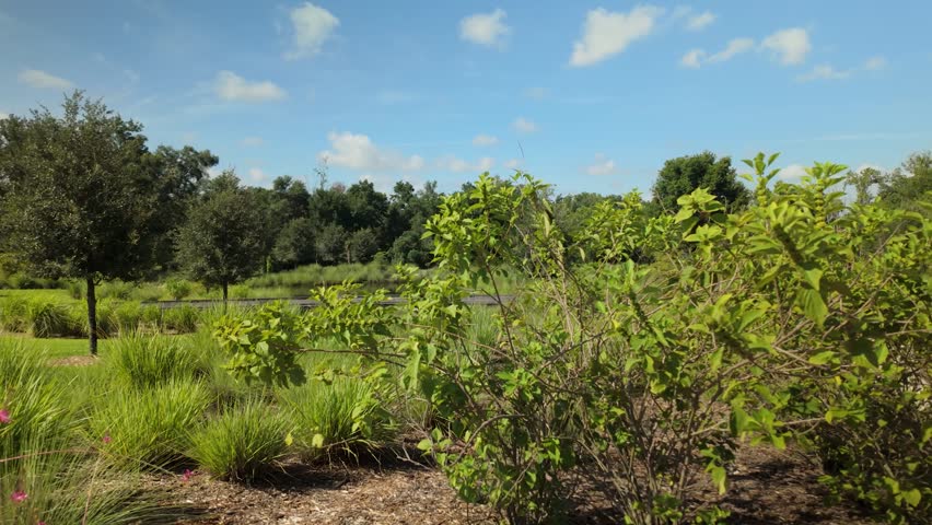 Beautiful wetland landscape featuring native grasses, boardwalk, and natural vegetation beneath a blue sky. Scenic ecological preserve showcasing sustainable habitat restoration and outdoor recreation