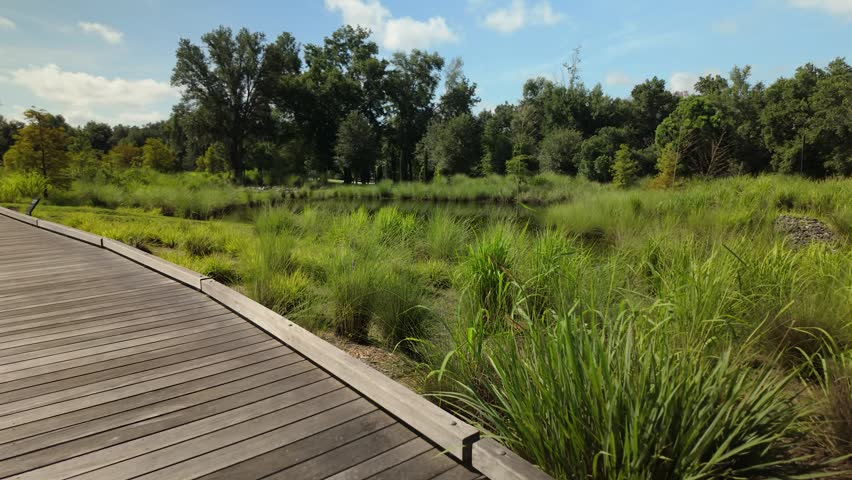 Peaceful freshwater pond surrounded by native grasses and wetland vegetation in a landscaped ecological park. Calm waters reflect the surrounding greenery under clear blue skies.