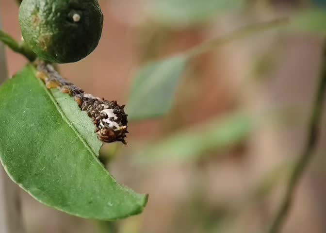 Macro Video of Citrus Caterpillar Eating Lemon Leaf and Damaging It. 
Close up macro video of Papilio citrus caterpillar actively eating and damaging a green lemon leaf. Pest control and agriculture concept. 4K footage, no audio.